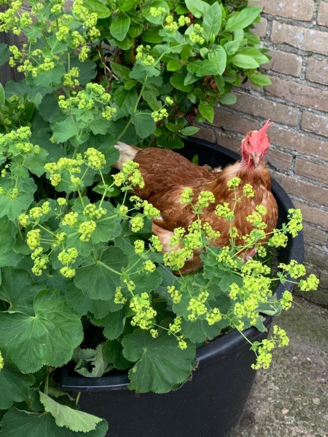 Bed and Breakfast Het Lage Noorden Marrum Exteriér fotografie